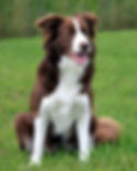 Border-Collie-18