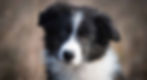 best-dog-food-for-border-collie-puppies-