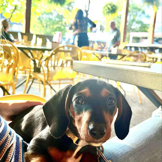 A puppy in a seat in a restaurant