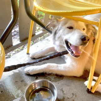 A puppy in a seat in a restaurant