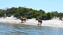assateague_island_MD.jpg