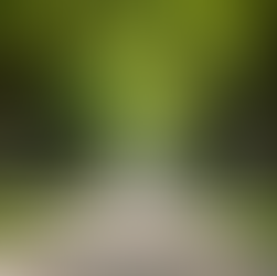 People walking down tree lines sidewalk