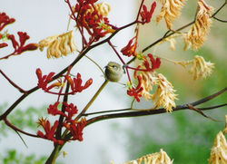 Coastal Garden Designs Perth
