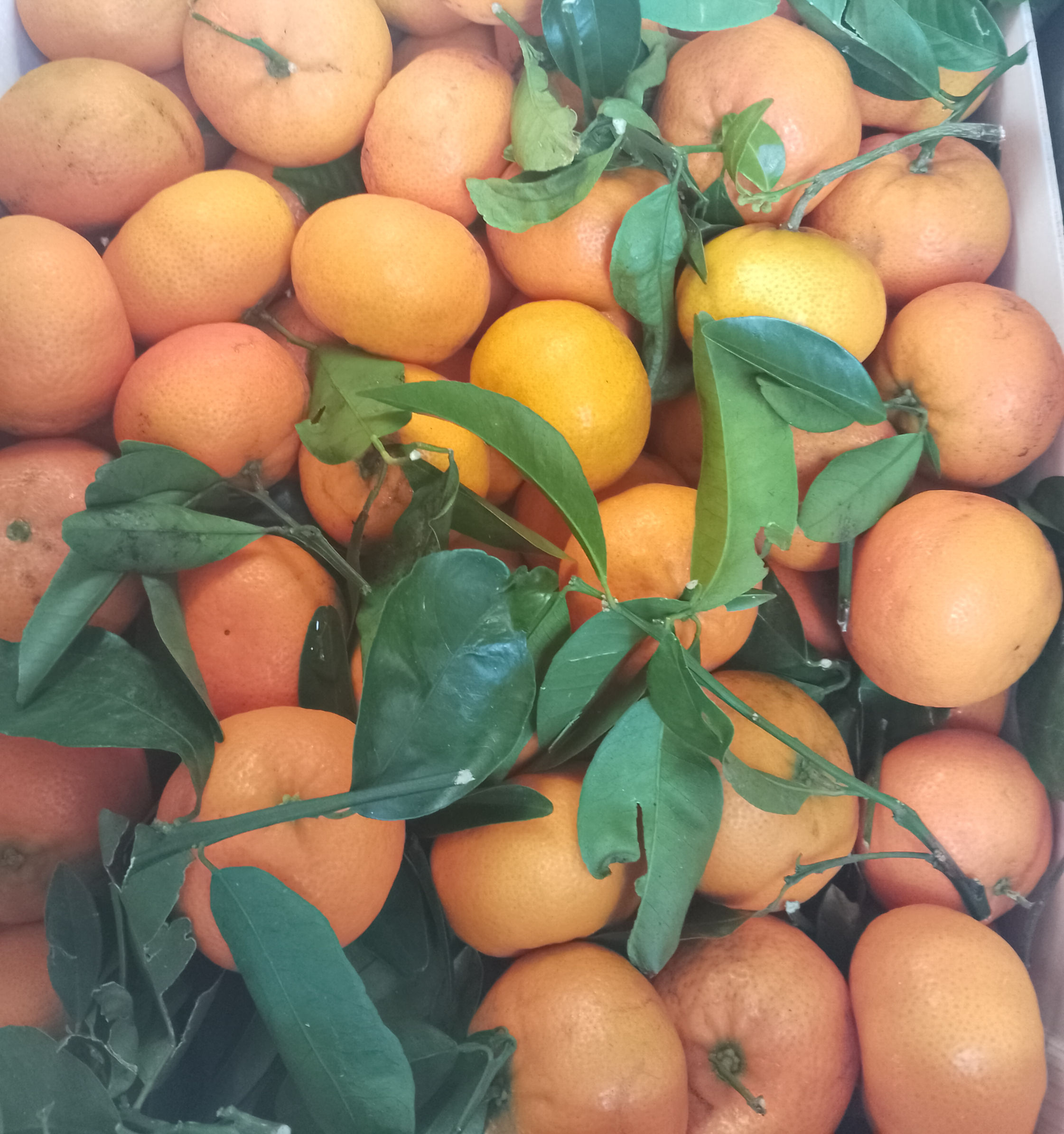 Mandarine Ciaculli BIO /Italie 1kg mini