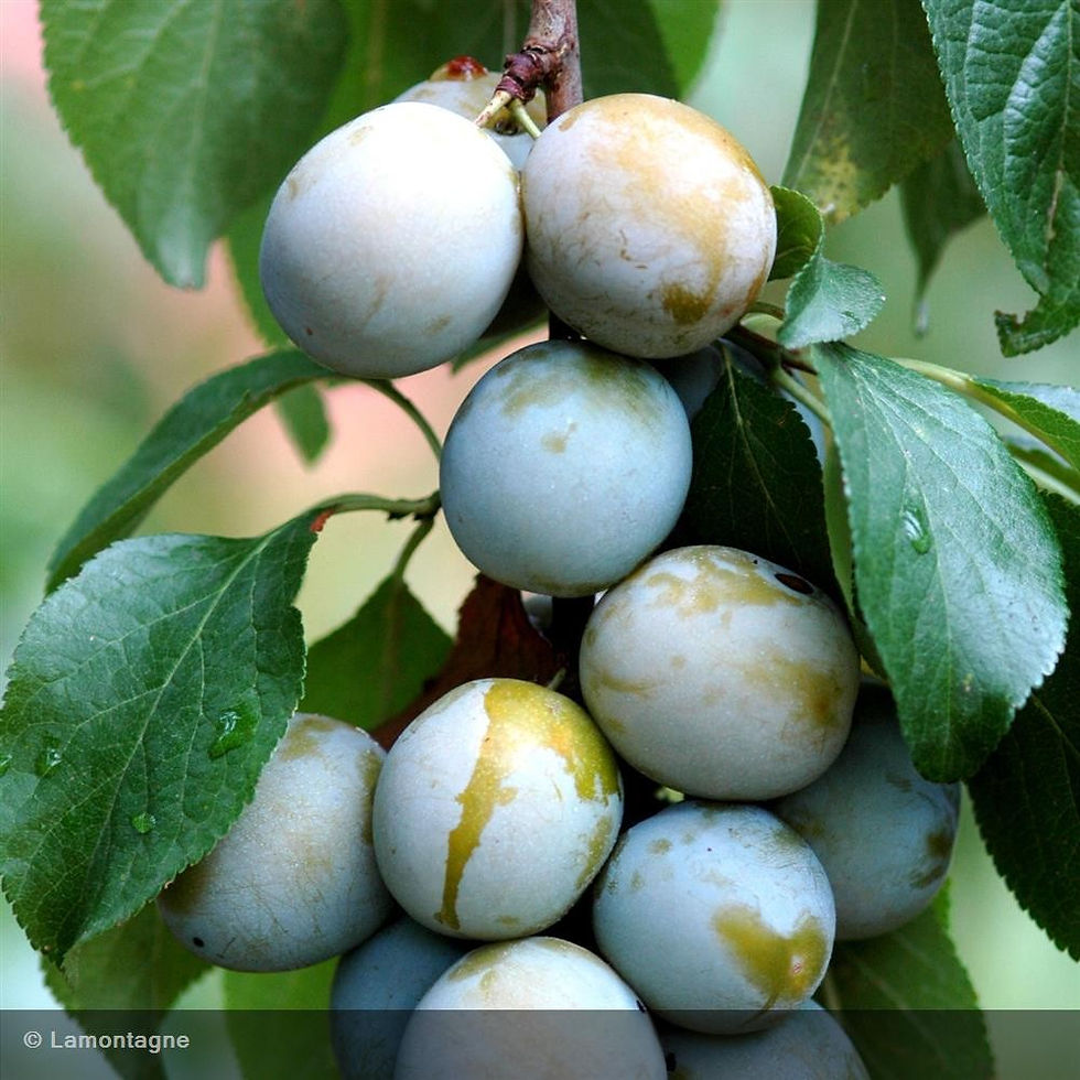 Miniature : Prune Golden Japan BIO /TARN&GARONNE 700g : 600+100g offert 