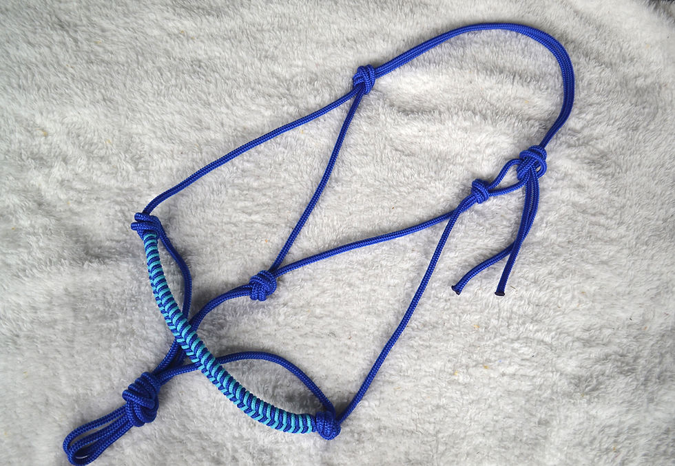 Licol éthologique Obsidienne | Bleu électrique & bleu turquoise