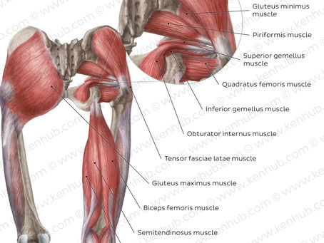 The Complete Guide to Healthy, Strong Hips: Anatomy, Stiffness, and Injury Prevention