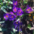 Crocuses by Cristiana Valenti