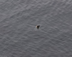 Grey seal near Strumble Head lighthouse