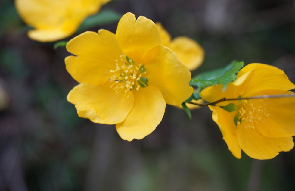 ヤマブキの花