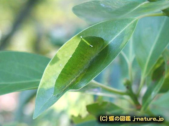 アオスジアゲハ幼虫