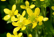 トゲミノキツネノボタンの花.jpg