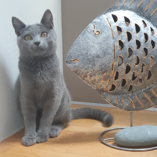 Chartreux De Sochris Chartreux Bretagne Chartreux De Sochris Chartreux Bretagne