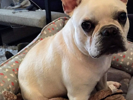 How My Dog Changed My Marriage