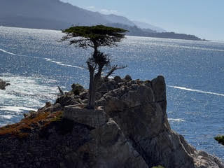 Shining Gratitude Blog