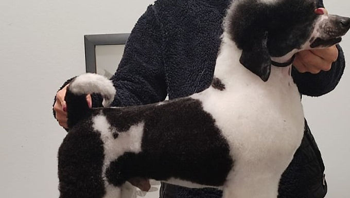 Beloved My Favourite (Billo)