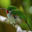 Writer: Tiny Tody 