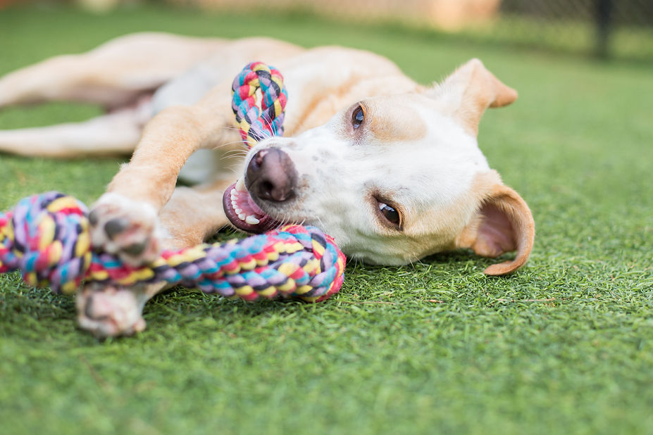 Cute white and tan puppy plays with rope