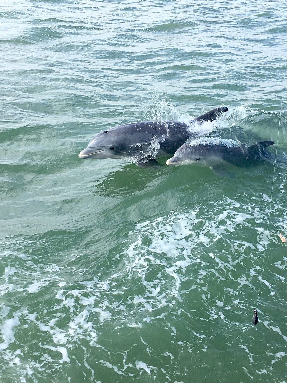 Dolphin Wildlife Watch Cruise United States South Padre Island