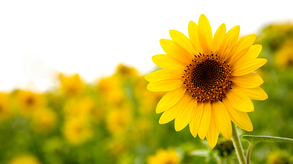 banner girassol.png