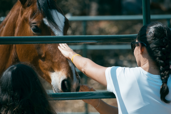 Hotel Fazenda Dona Carolina: como o manejo em cavalos pode mudar o seu humor