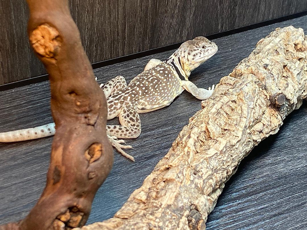 Thumbnail: Adult Male  Collared Lizard