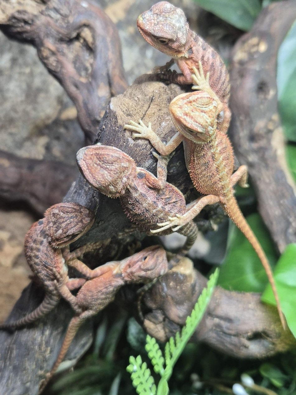 Thumbnail: Hypo Translucent Red Monster Bearded Dragons