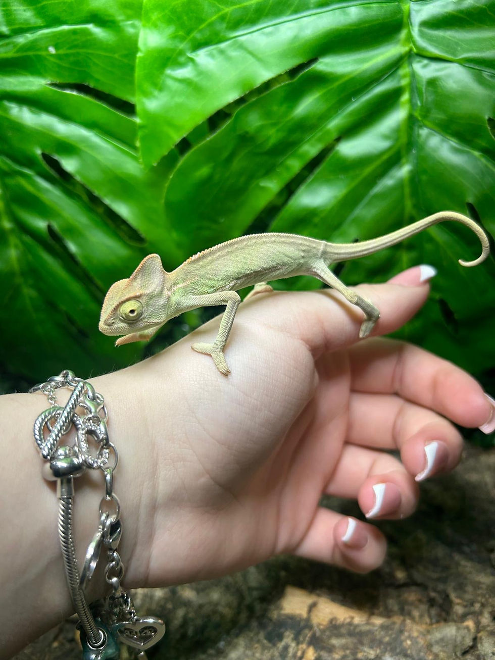 Thumbnail: Male Yemen Chameleon