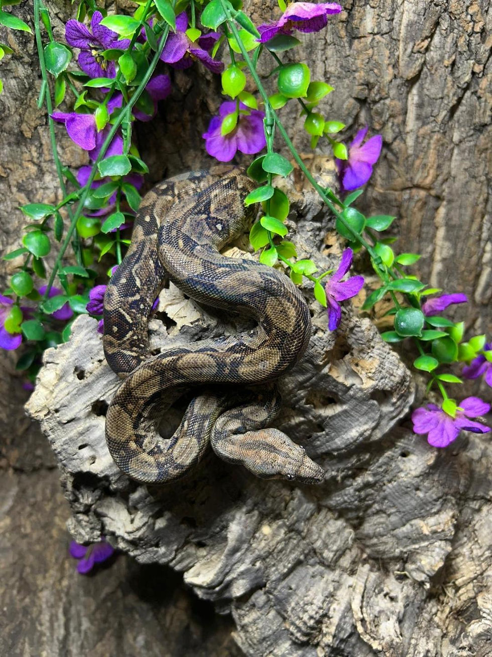 Thumbnail: Sonoran Dwarf Boa