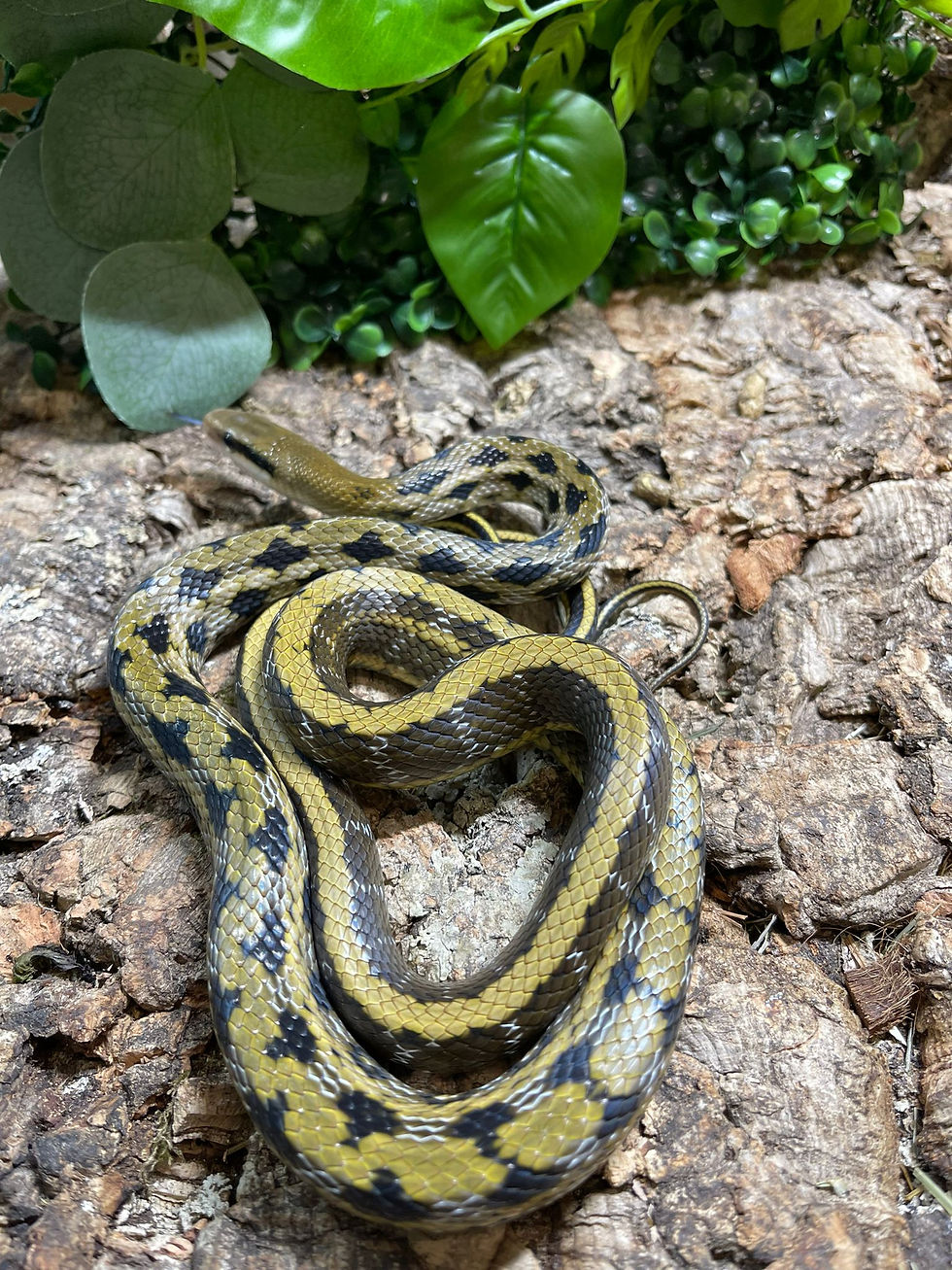 Thumbnail: Taiwan Beauty Snake