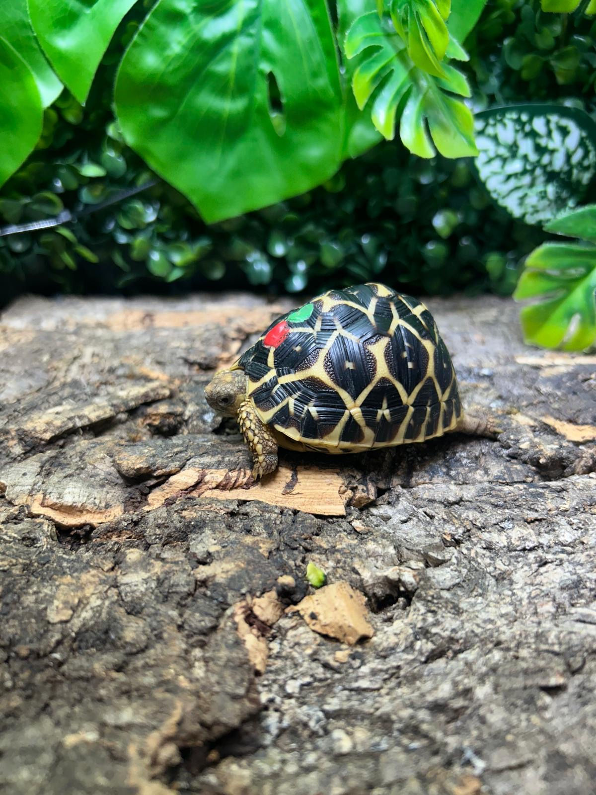 Indian Star Tortoises