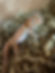 Albino Madagascan Ground Gecko Male