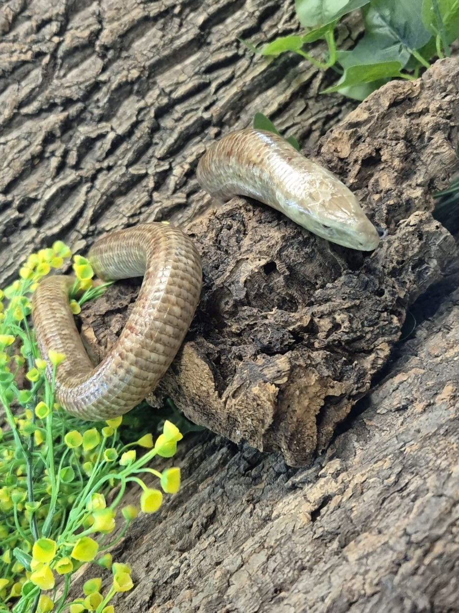 Thumbnail: European Legless Lizard (Sheltopusik) Pair