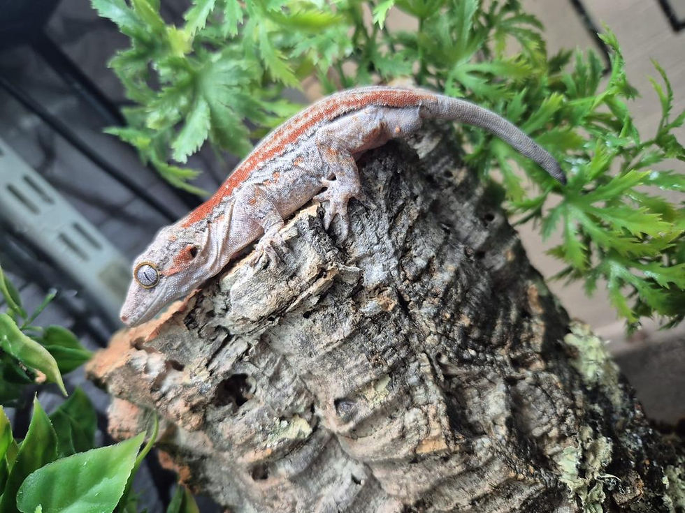 Thumbnail: Red Striped Gargoyle Gecko