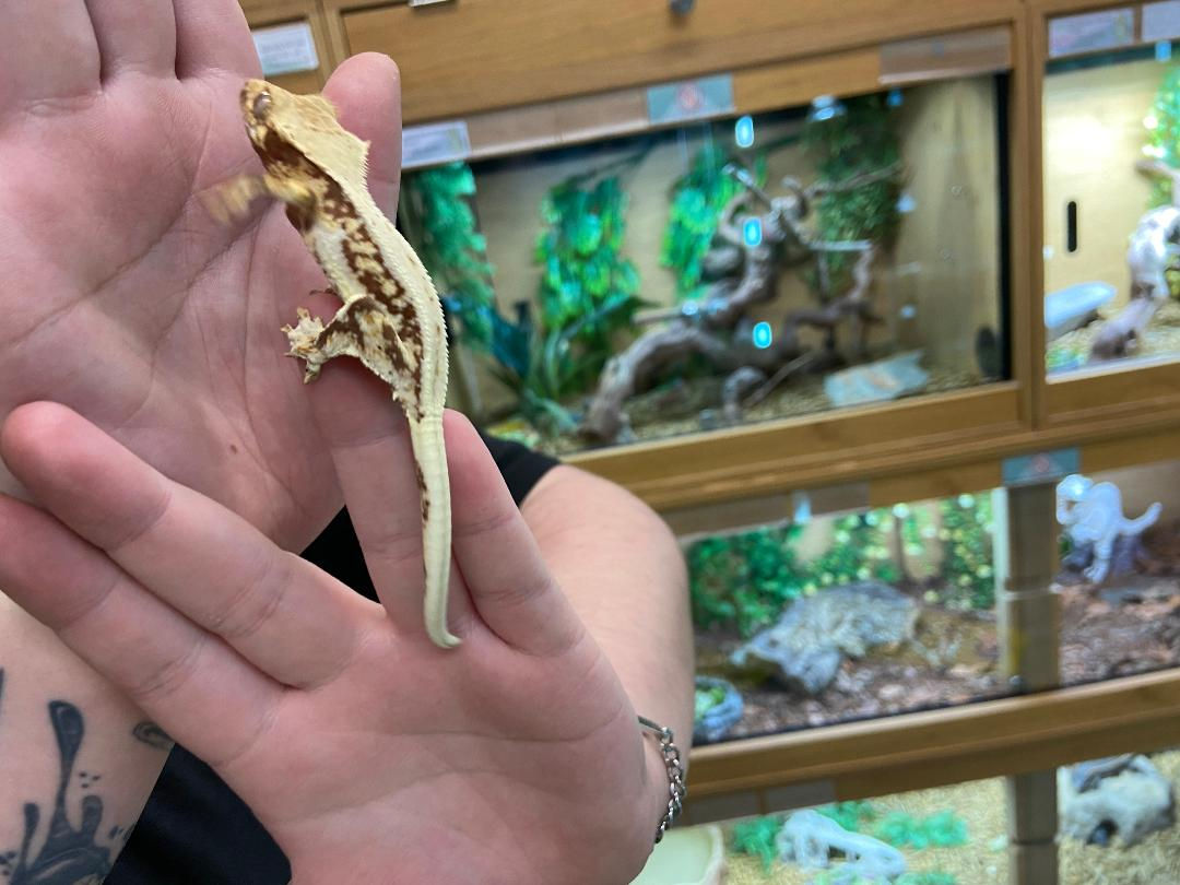 Tricolour Lilly White Crested Gecko