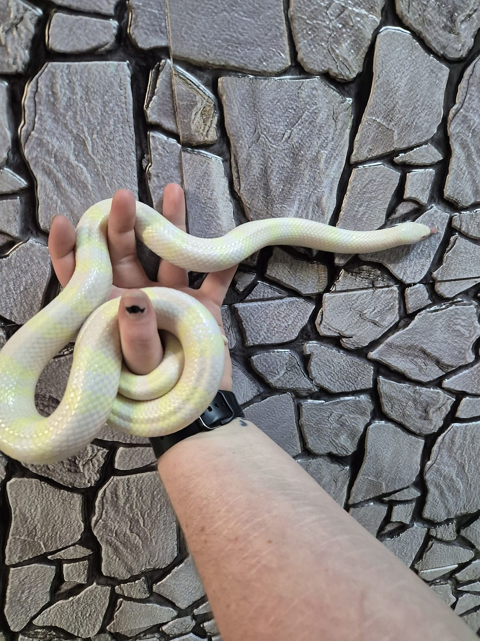 Thumbnail: Male Snow Honduran Milk Snake