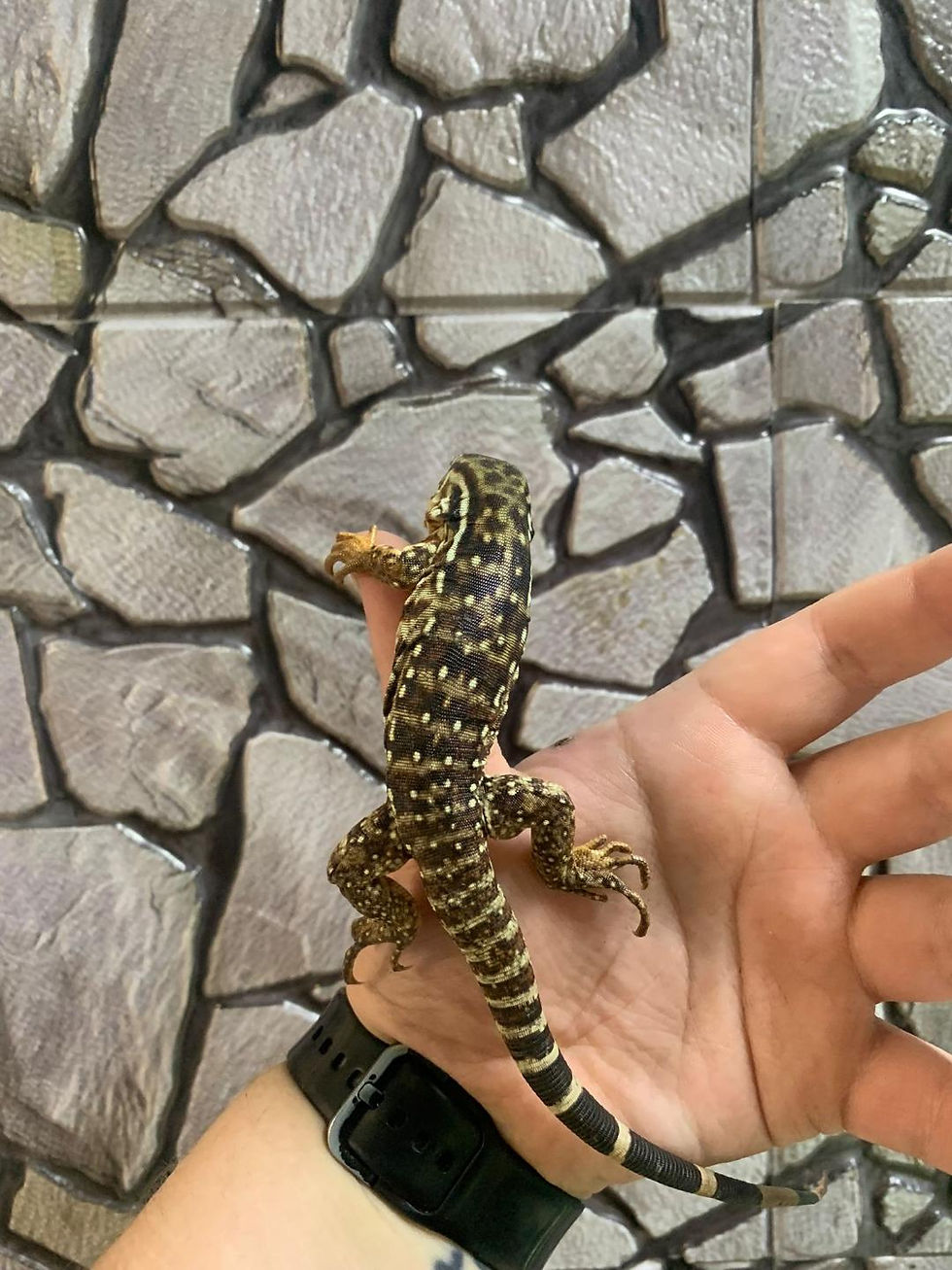 Thumbnail: Red Tegu (Fee Shipping overe £750)