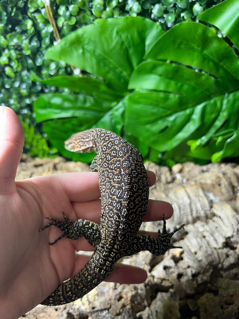 Thumbnail: Peacock Monitor (Free Shipping over £750)