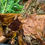 Thumbnail: Amazon Dart Frog
