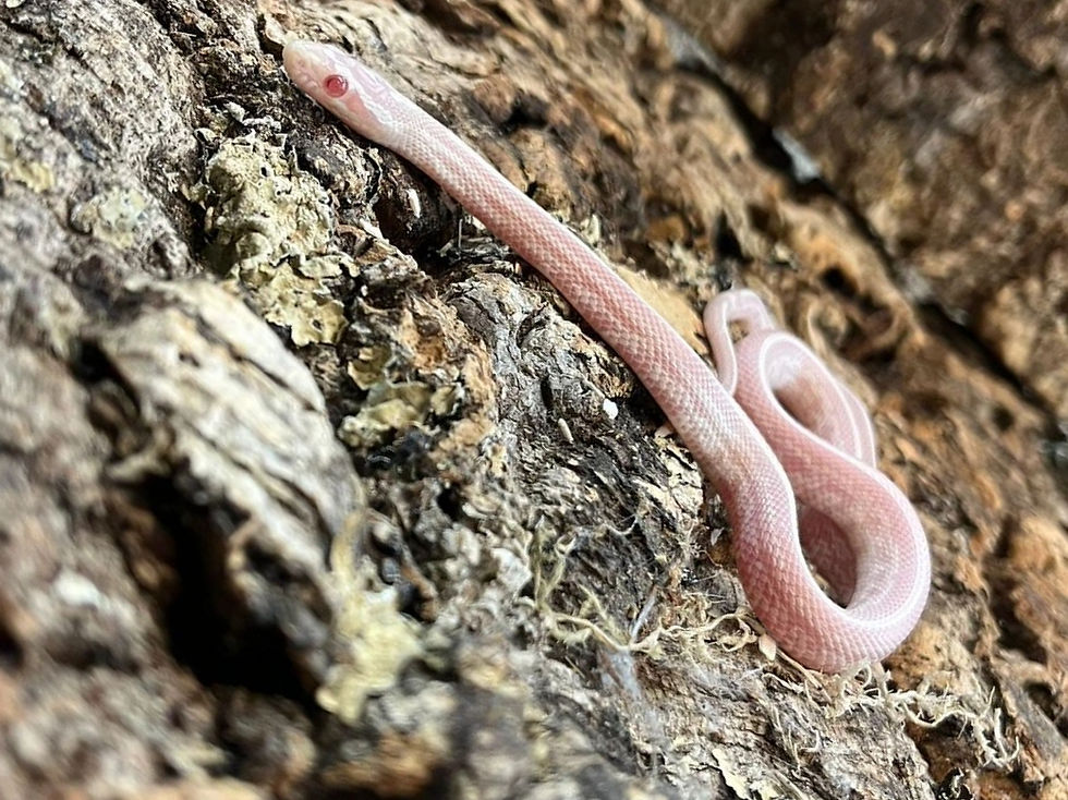 Thumbnail: Snow Tessera  Corn Snake