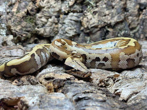 Blood Python | Birmingham Reptiles