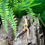 Thumbnail: Jungle Designer Leopard Gecko