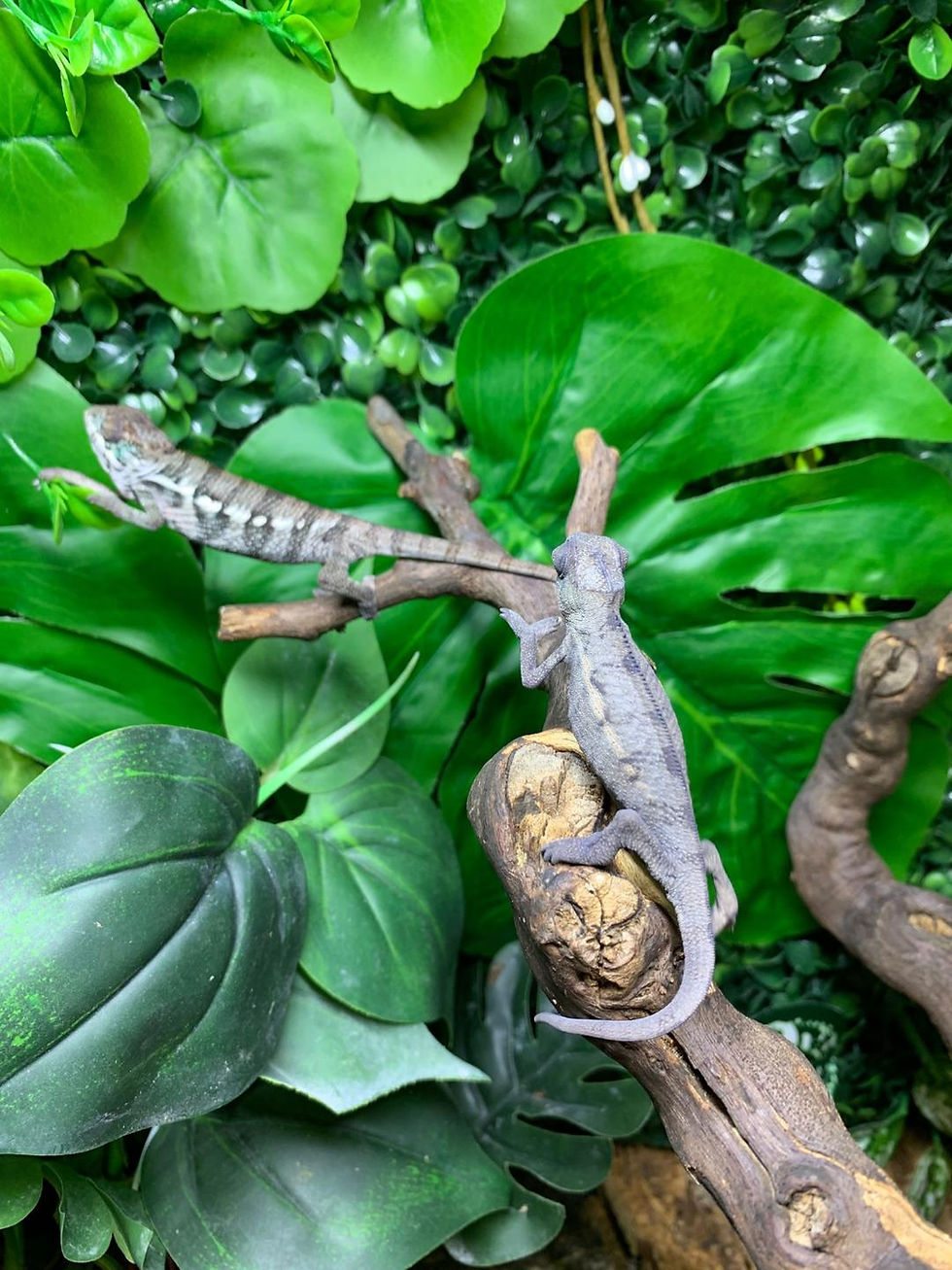 Thumbnail: Red Bar Ambilobe Panther Chameleon (Free Shipping over £750)