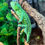 Thumbnail: Carpet Chameleon