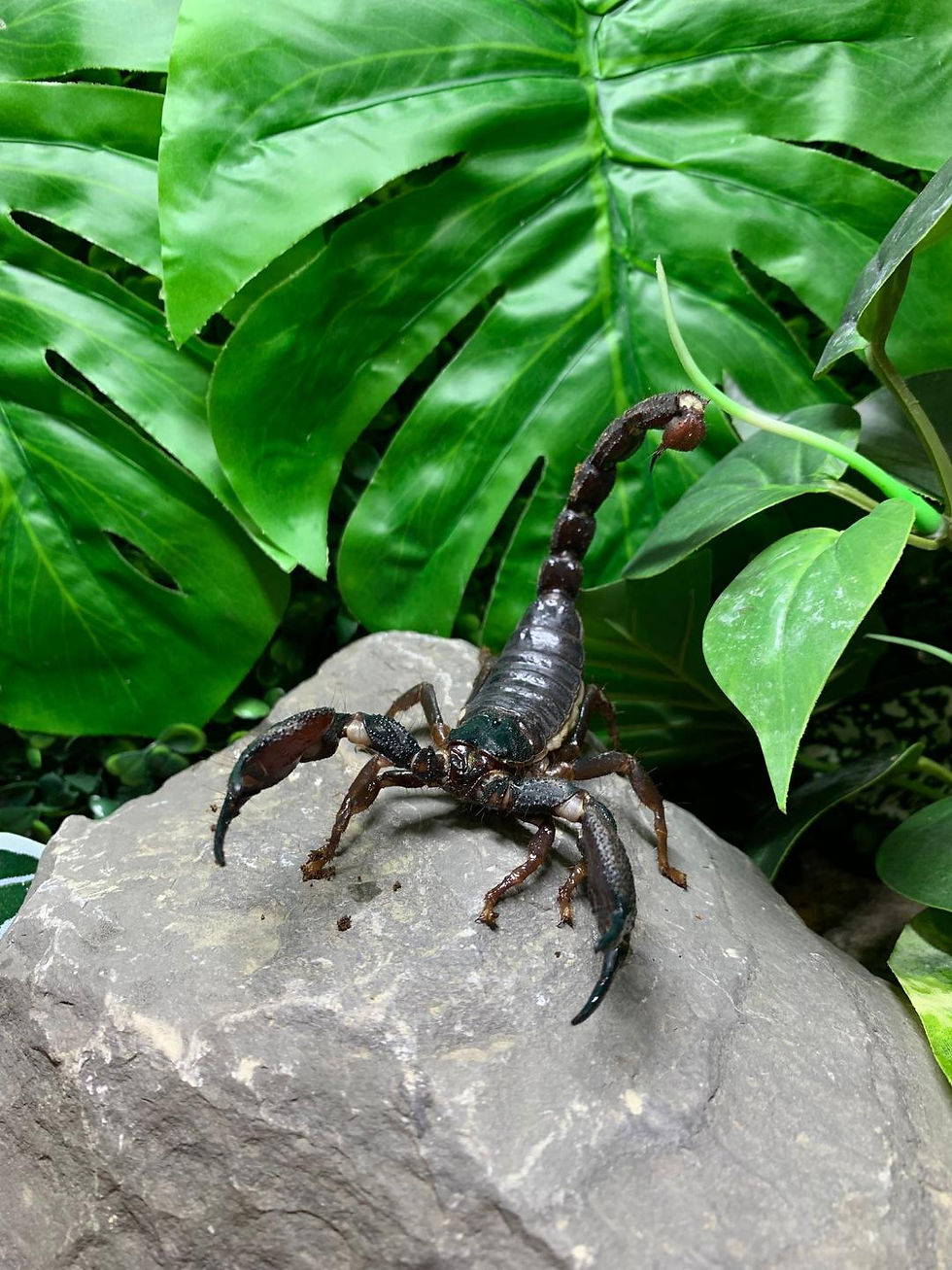 Thumbnail: Yellow Legged Scorpion (Srilankametrus gravimanus)