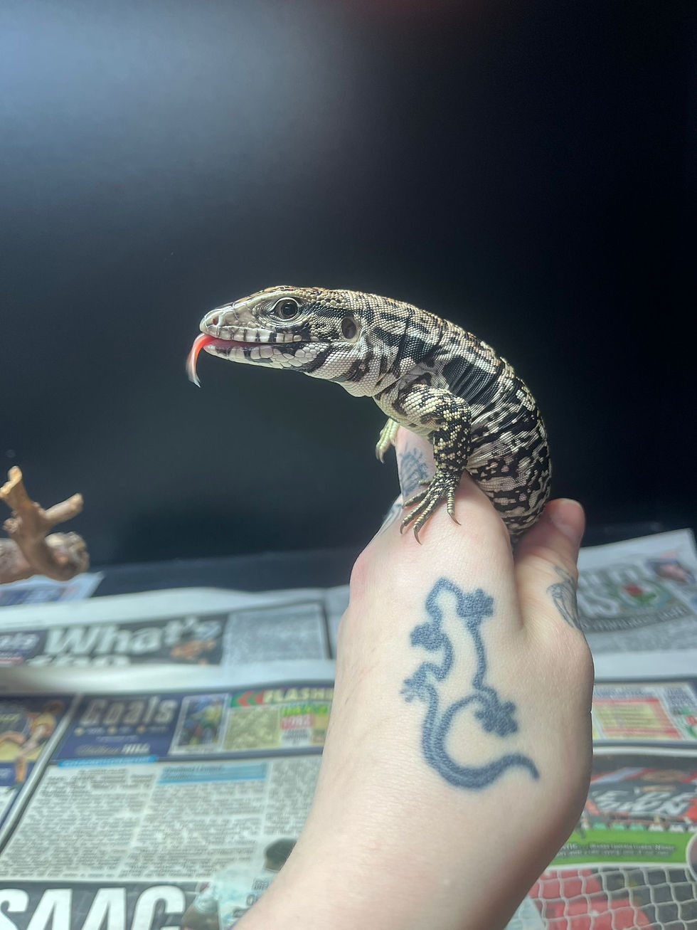 Thumbnail: Black and White x Red Tegu (Fee Shipping overe £750)