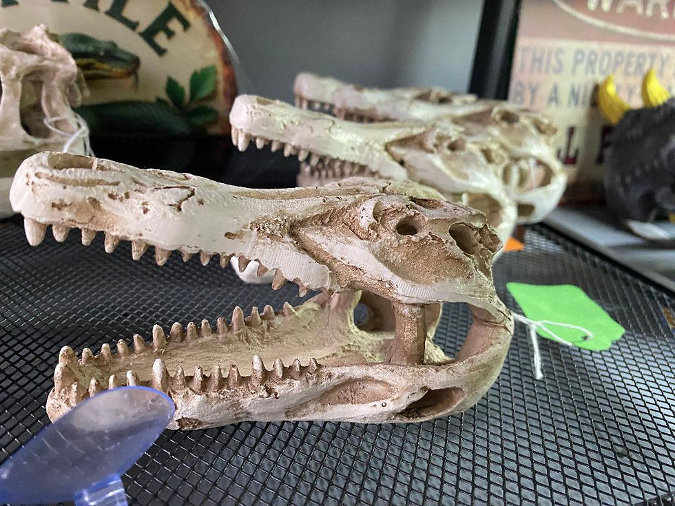 Thumbnail: Crocodile Skull