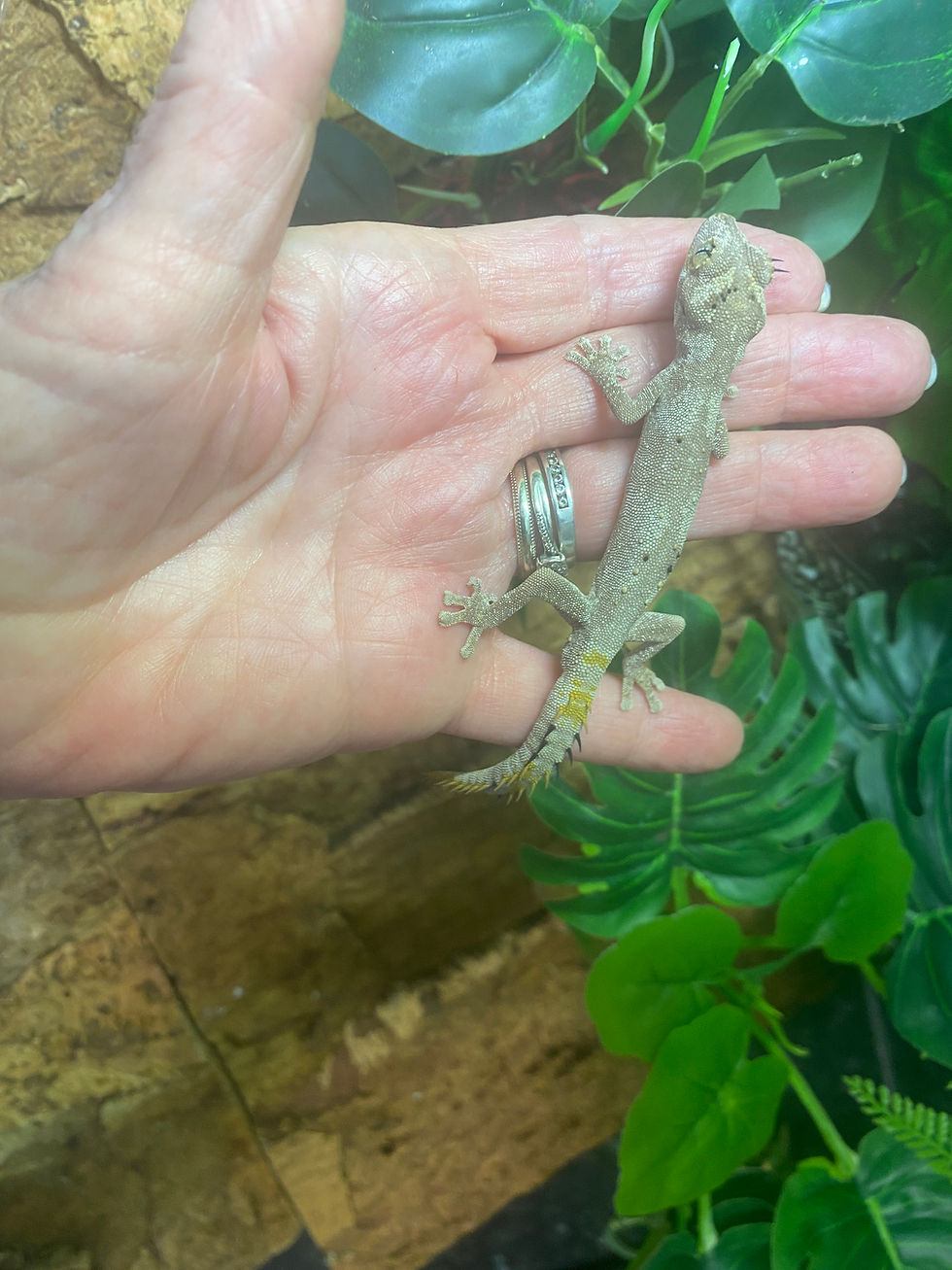 Thumbnail: Northern Spiny Tailed Gecko (Strophurus Ciliaris)