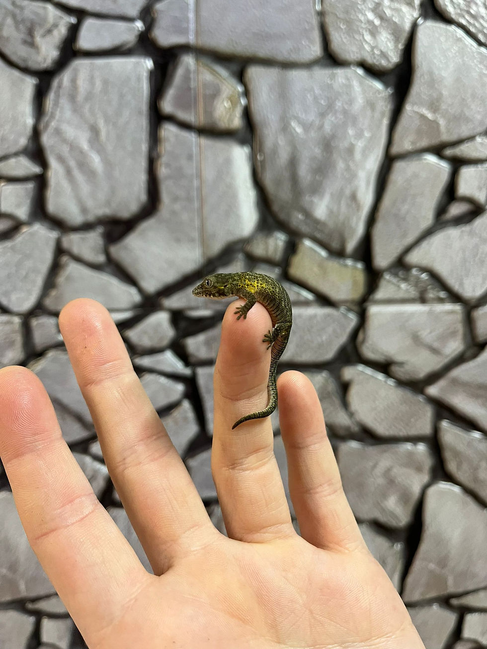 Thumbnail: Bauer's Chameleon Gecko