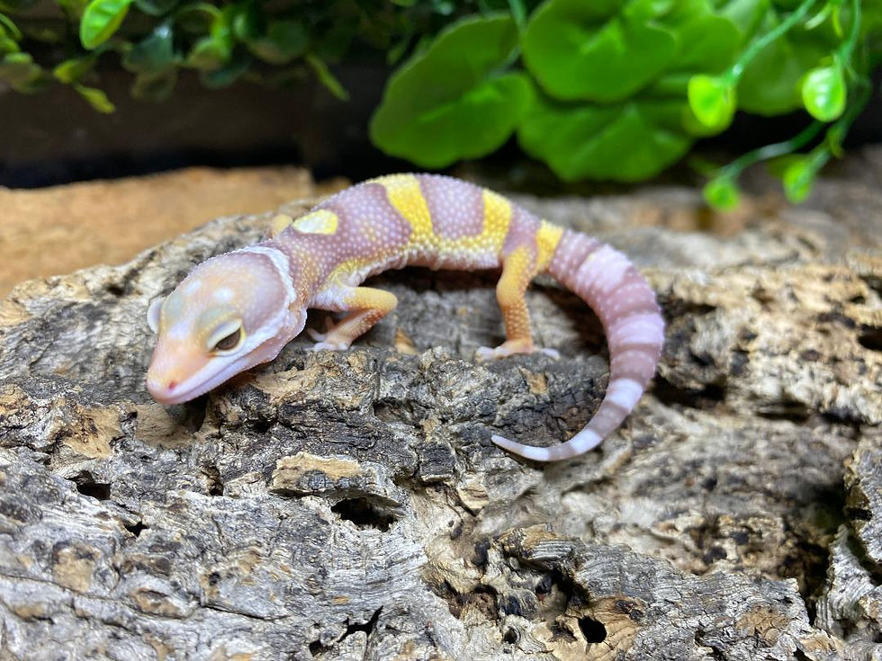 Thumbnail: Jungle Rainwater Albino Leopard Gecko